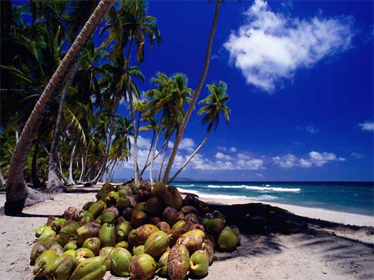 На фото: пляжный отдых на карибском море в Гондурасе