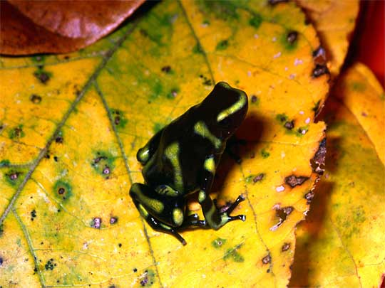 На фото: дикая природа Суринама