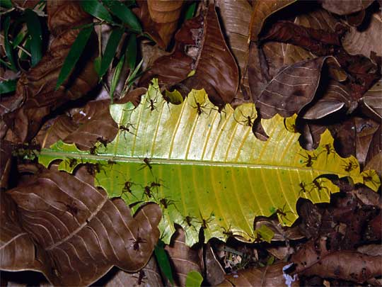 На фото: эко-туризм на полуострове Оса в Коста-Рике