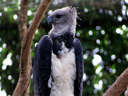 На фото: дикая природа Суринама