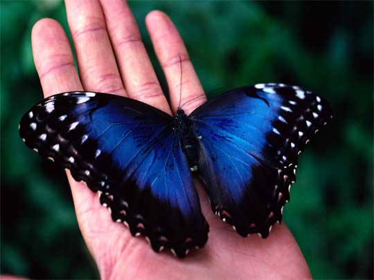 На фото: облачные леса Монтеверде в Коста-Рике (Санта-Елена)