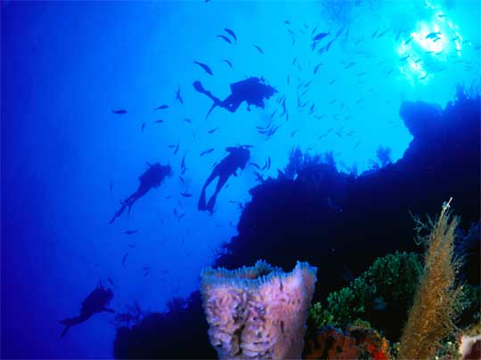 На фото: дайвинг на острове Утила в Гондурасе