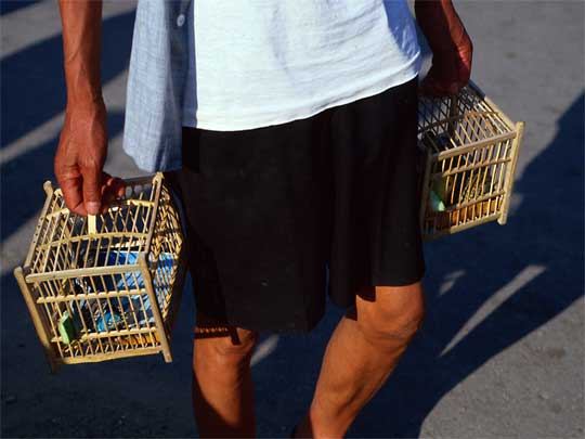 На фото: столица Суринама город Парамарибо