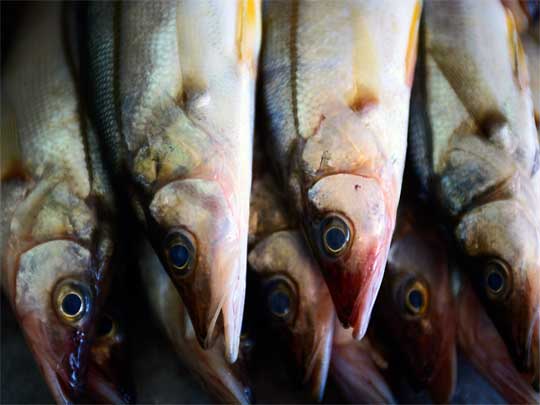 На фото: рыба в городе Веракрус в Мексике