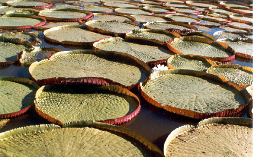 На фото: национальный парк Пантанал в Бразилии