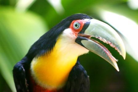 На фото: тукан и бразильский город Куритиба