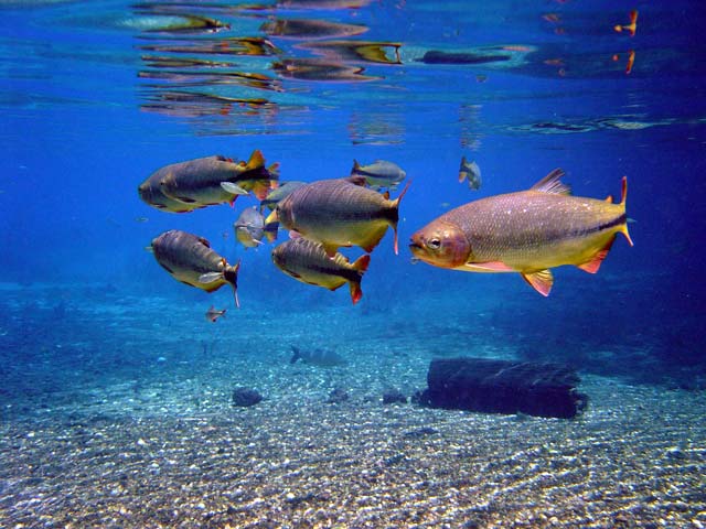 На фото: морской курорт Жижока-ди-Жерикоакоара в Бразилии