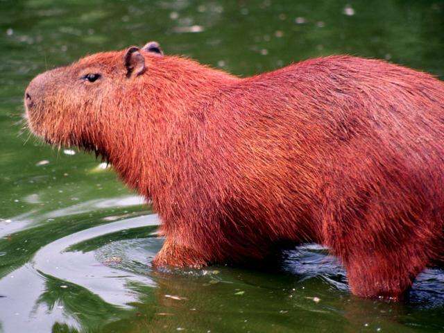 На фото: экологический отдых в Парагвае