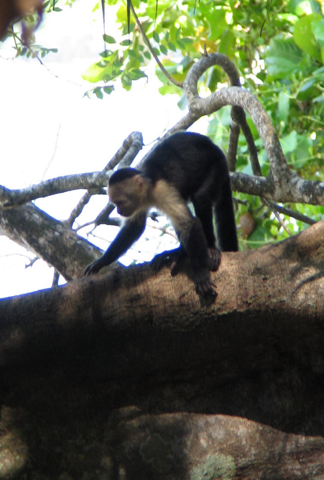 На фото: курорт Мануэль Антонио в Коста-Рике