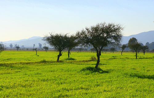 На фото: ранчо и степи в Чили