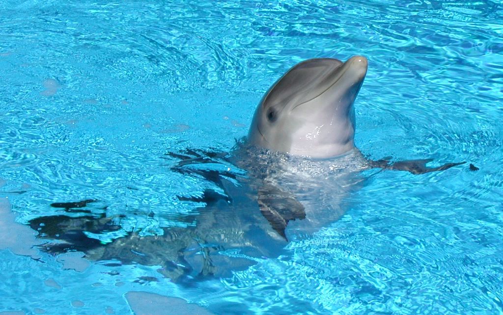 На фото: дельфины в Бразилии