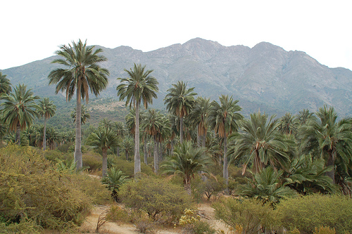 На фото: горы в Чили