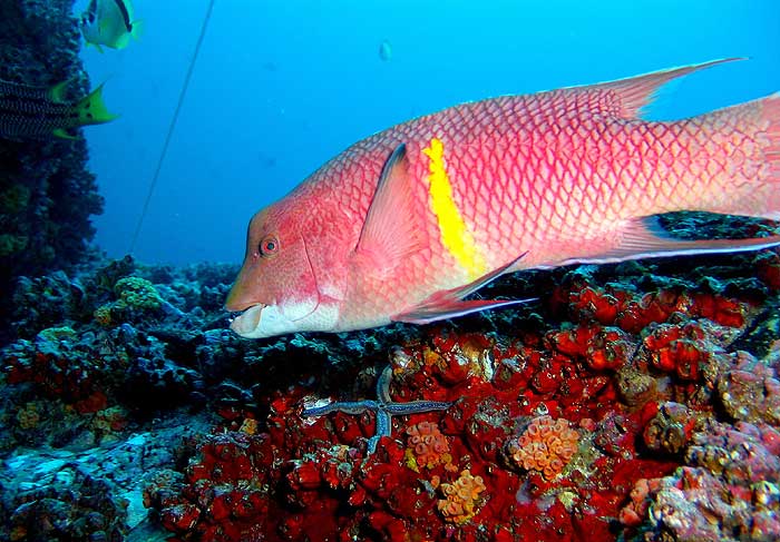 На фото: курорт Мануэль Антонио в Коста-Рике