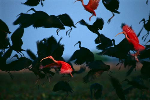 На фото: дельта реки Ориноко, Венесуэла