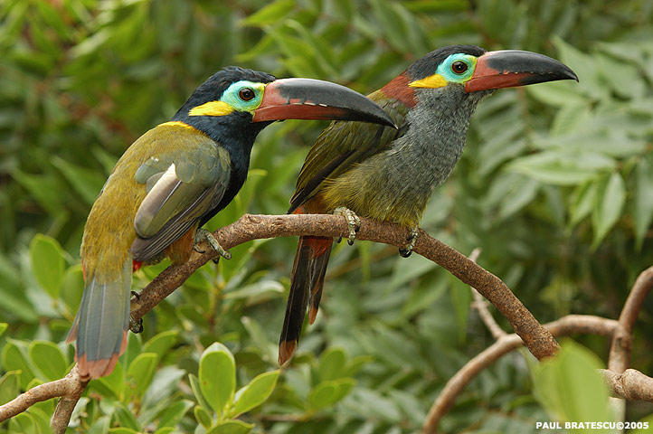 На фото: экотуризм в Гайане