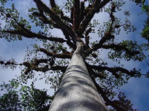 На фото: Тикаль и Флорес в гватемале