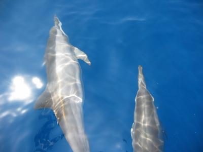 На фото: остров Утила в Гондурасе