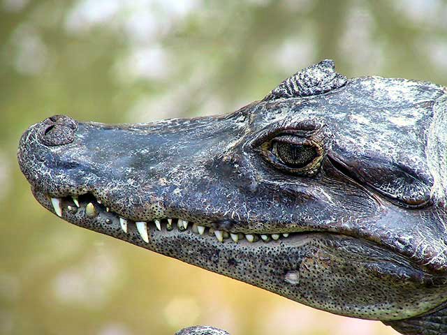 На фото: зоопарк Эль-Нисперо в Панаме