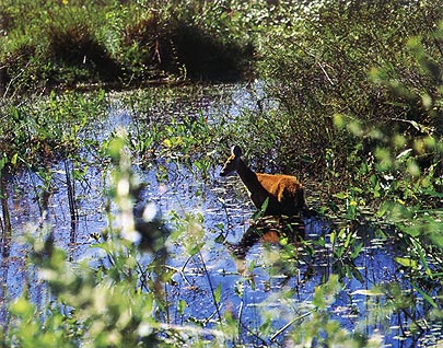 На фото: национальный парк Пантанал в Бразилии