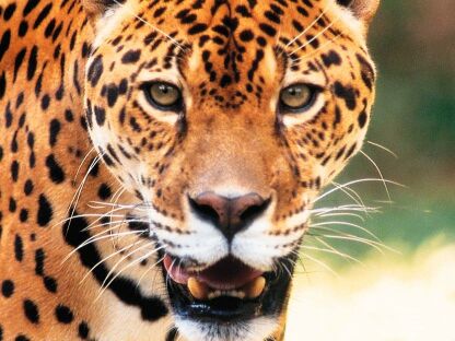 На фото: национальный парк Пантанал в Бразилии