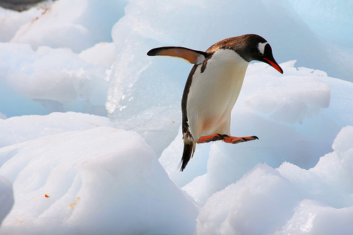 На фото: пингвины в Антарктиде (Антарктике)