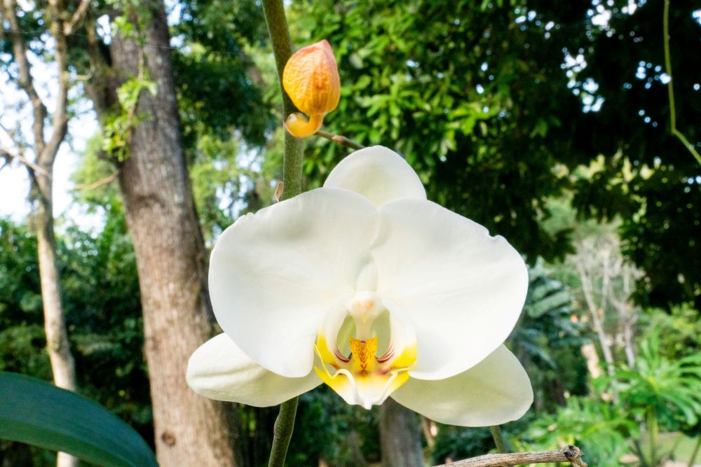 На фото: Орхидея в ботаническом саду Рио