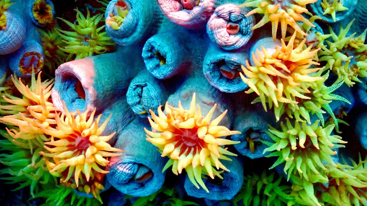 На фото: дайвинг на курорте Бузиос, Бразилия