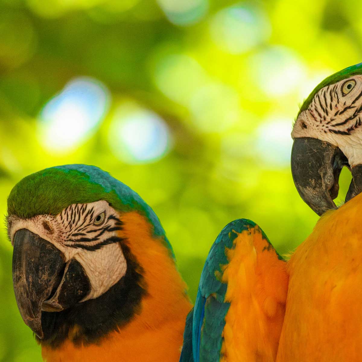 На фото: Парк птиц на Водопадах Игуасу (Фос-ду-Игуасу)