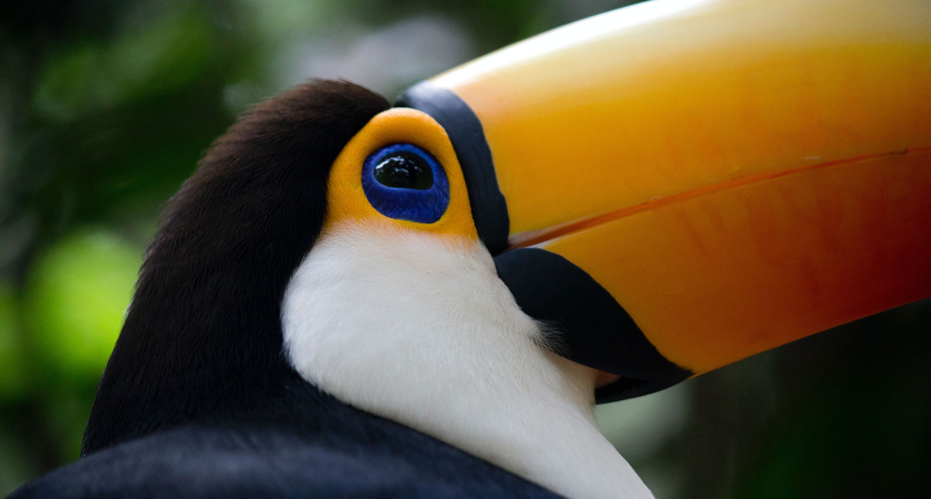 На фото: Парк Птиц, водопады Игуасу, Бразилия и Аргентина