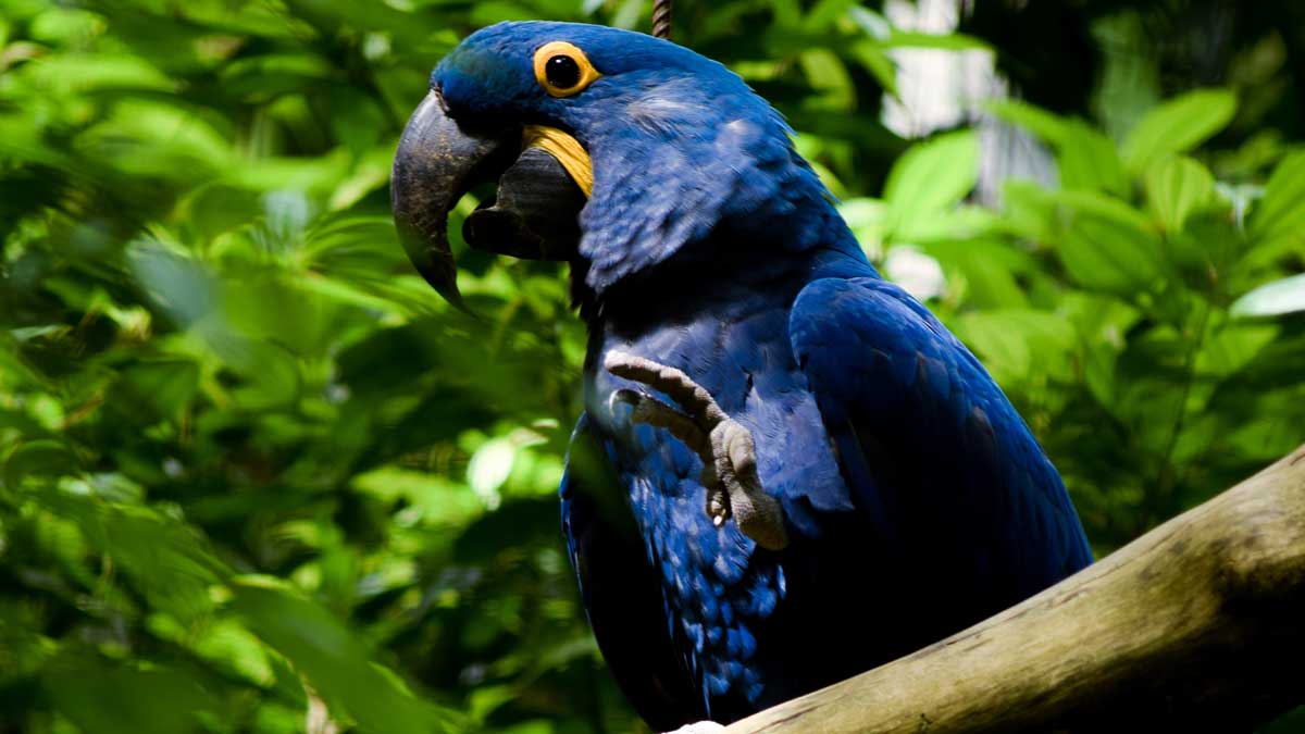 Парк птиц в Игуасу, попугай и тропическая зелень