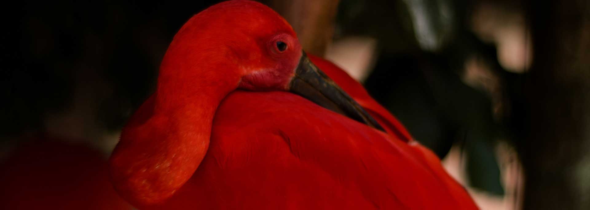 Фламинго в Парке птиц, Фос-ду-Игуасу