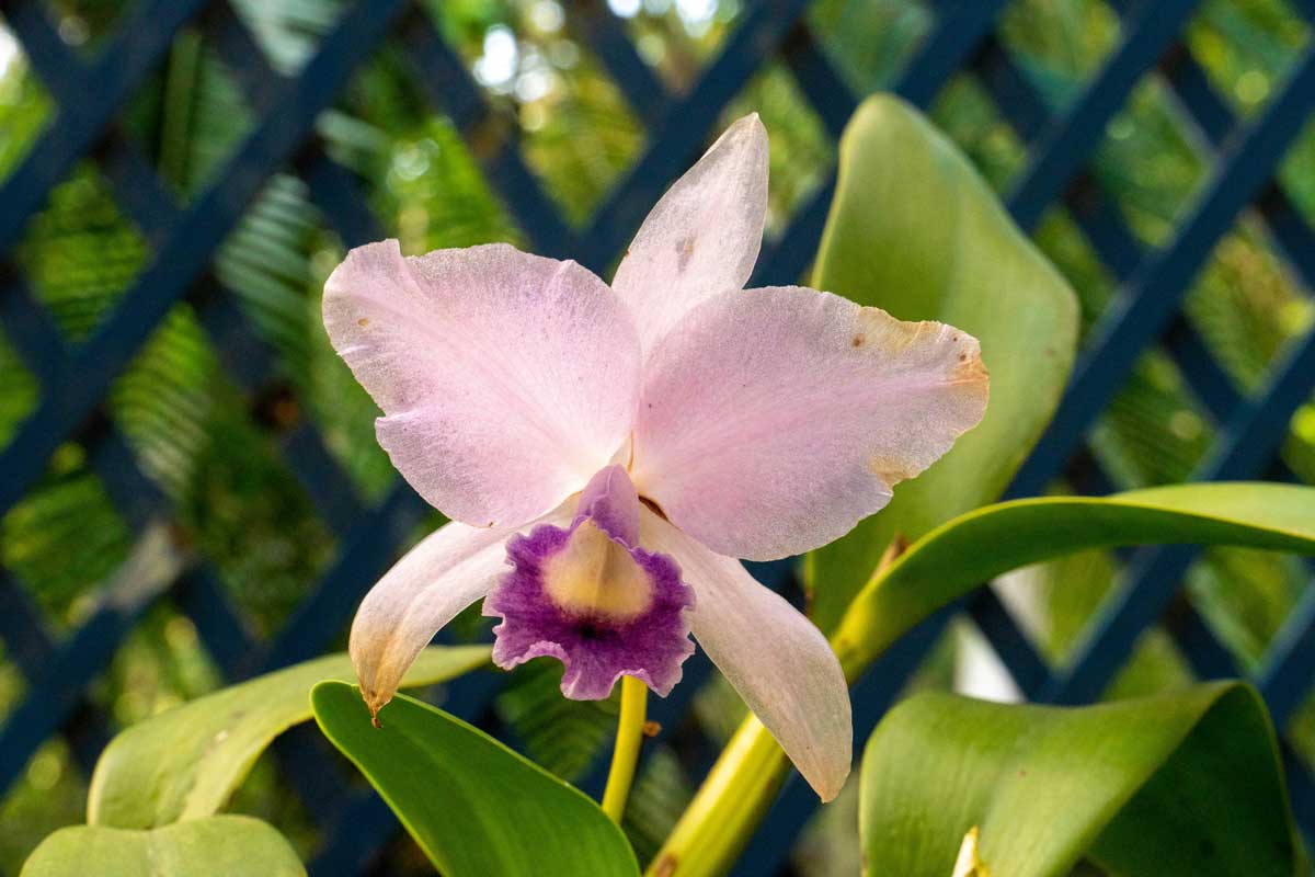 На фото: Ботанический сад в Рио-де-Жанейро, Бразилия