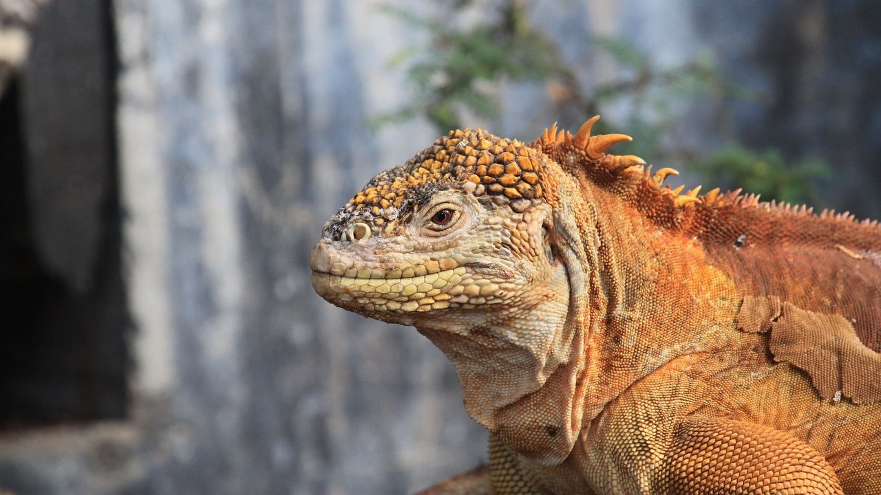 Морская игуана на Галапагосских островах, Эквадор, уникальная фауна