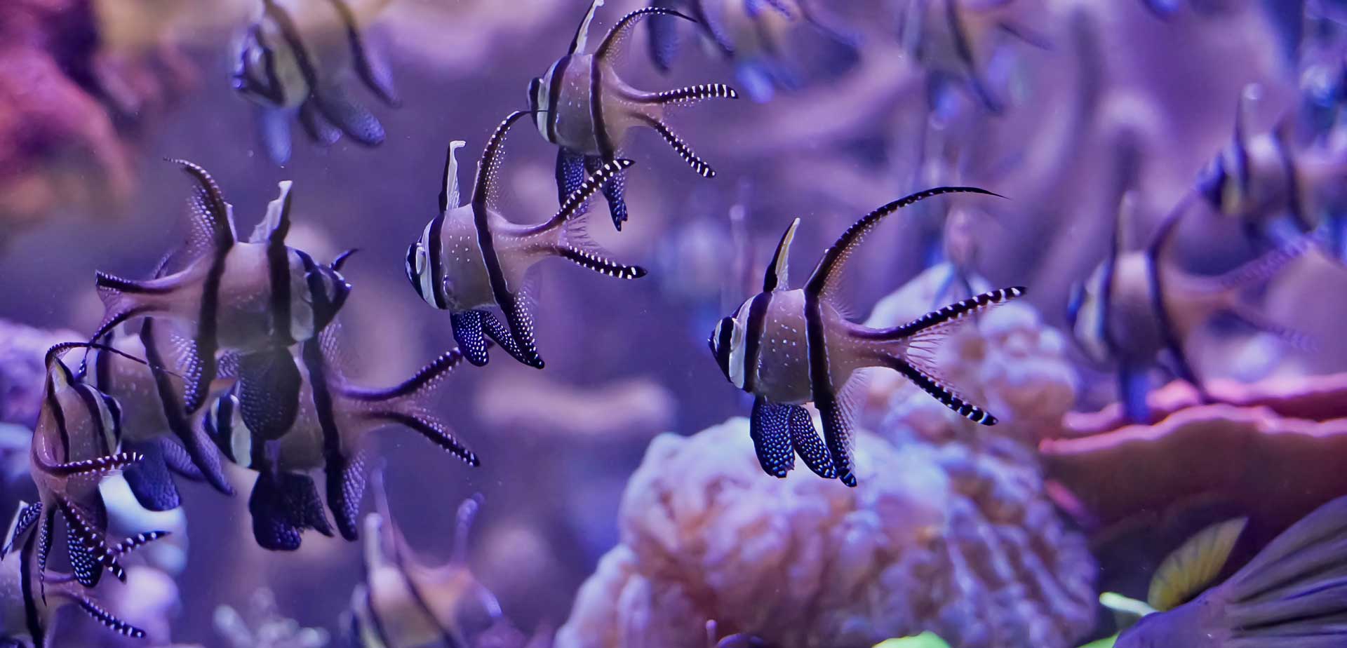 На фото: дайвинг туры с погружением с аквалангом в странах Латинской Америки