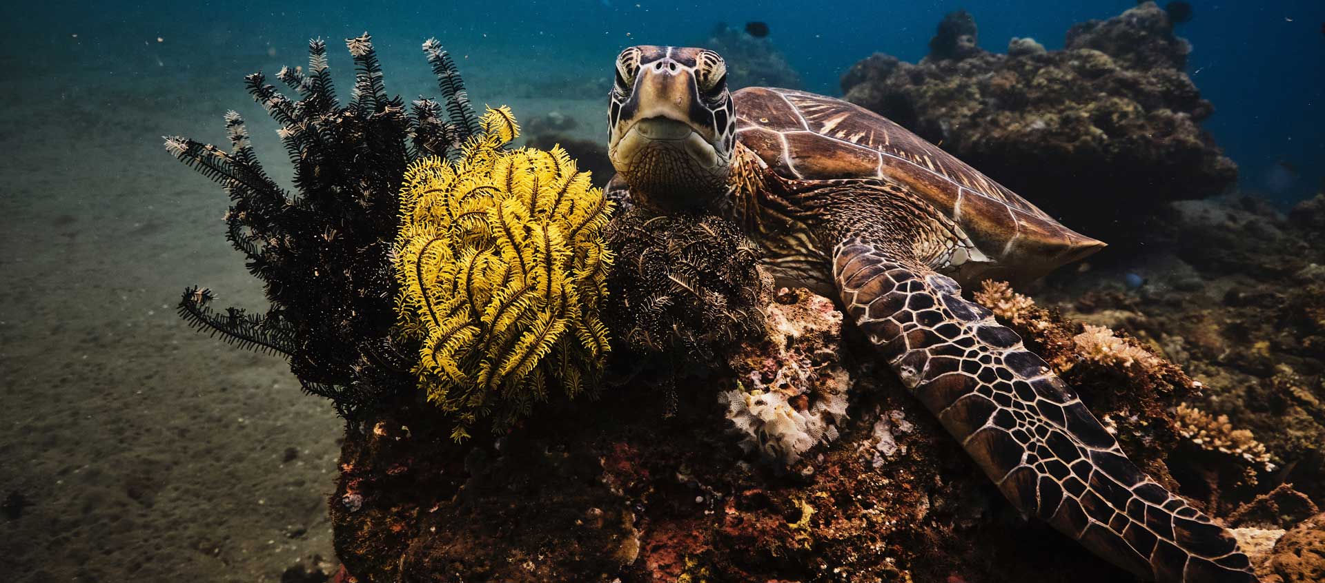 На фото: дайвинг туры с погружением с аквалангом в странах Латинской Америки