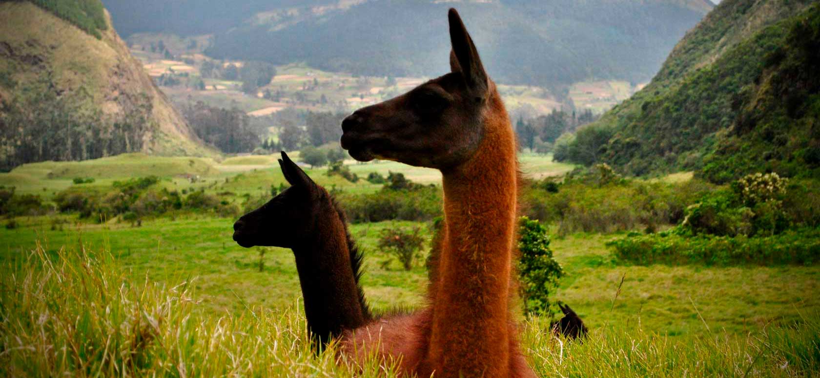 На фото: туры по нескольким странам Латинской Америки (комбинированные)