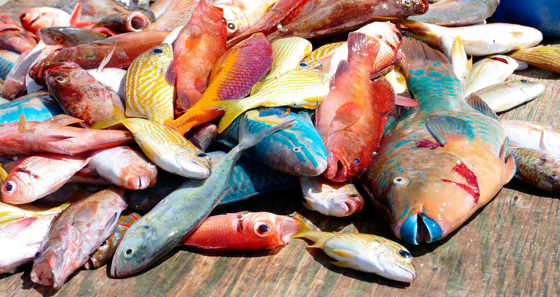 На фото: туры на рыбалку по странам Латинской Америки